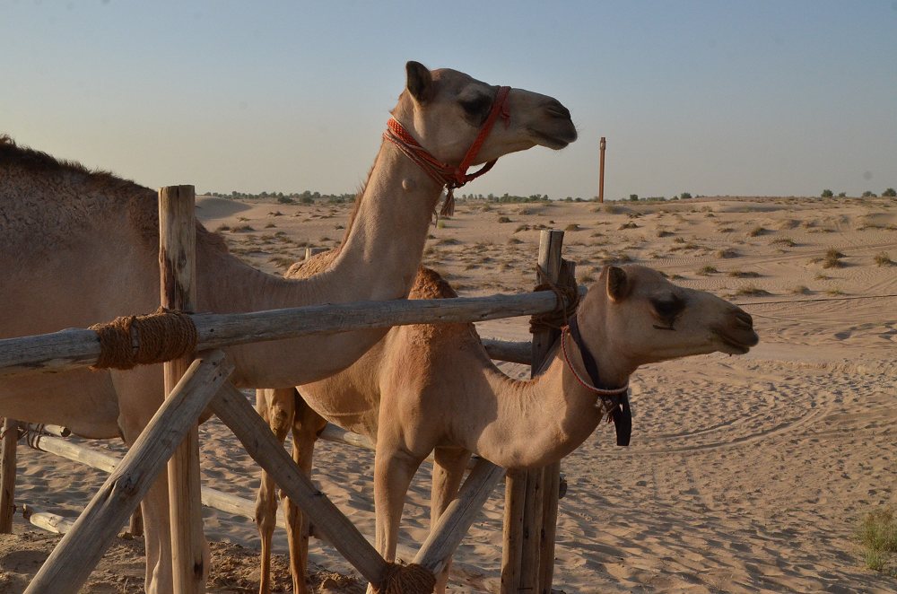 Dubai: in der Wste an der Grenze zum Oman