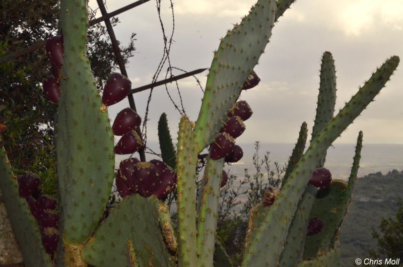 Mallorca: Randa