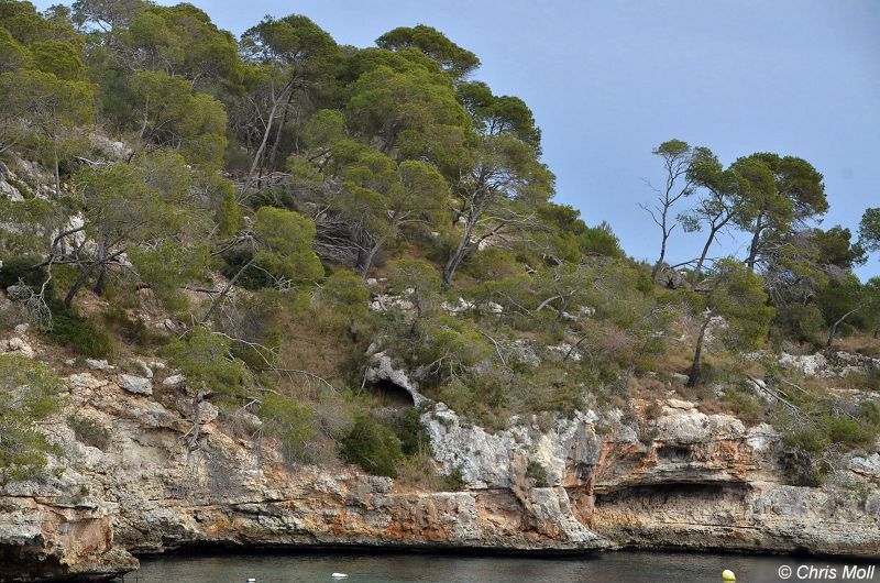 Mallorca: Cala Figuera