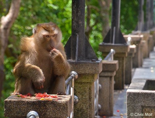 Affen auf Phuket