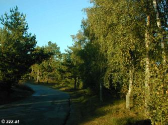 Litauen, kurische Nehrung: romantische Wege, Birkenwälder