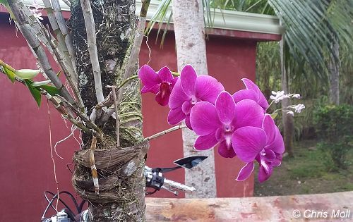 Orchidee an einer Kokospalme