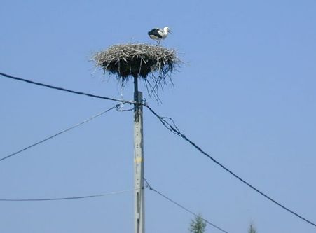 Storchennest auf Strommast (click to enlarge)