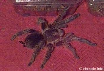 Speedy (läuft manchmal im Wohnzimmer herum)