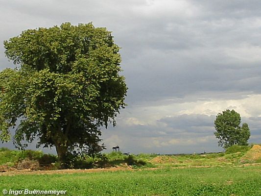 Die Heimat wird dem Braunkohle-Tagebau geopfert