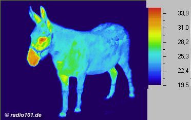 Esel, Infrarotaufnahme / Wärmebild / Thermografische Aufnahme: ein Eselchen (..man sieht gut die warme Schnauze und das isolierende Fell ;o)