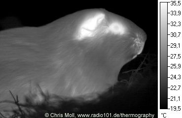 Meerschweinchen: Wärmestrahlung / Infrarotaufnahme / Wärmebild