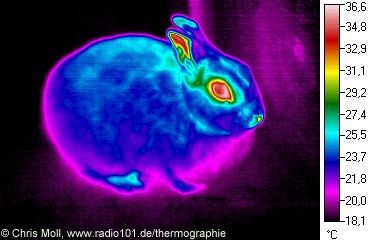 Kaninchen: Wärmestrahlung / Infrarotaufnahme / Wärmebild / waermebildaufnahmen (Kaninchen von Stephan Klein in Jülich)