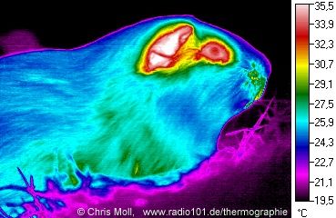 Meerschweinchen: Wärmestrahlung / Infrarotaufnahme / Wärmebild