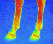 Wrmebilder: Infrarotaufnahme / Wrmebild / Thermografische Aufnahme: Hinterlufe eines Pferdes