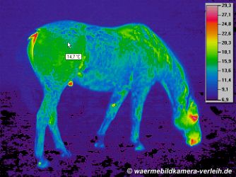 Thermographie, Pferd  - Wrmebild eines Pferdes