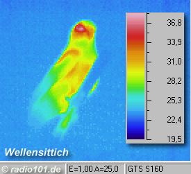Infrarotaufnahme / Wärmebild / Thermografie: Wellensittich; das Gefieder isloiert gut im Gegensatz zum Kopfbereich