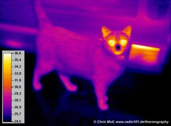 thermal image of a cat