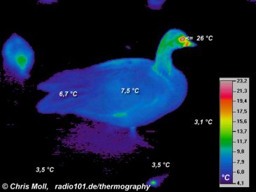 Thermal image of a duck